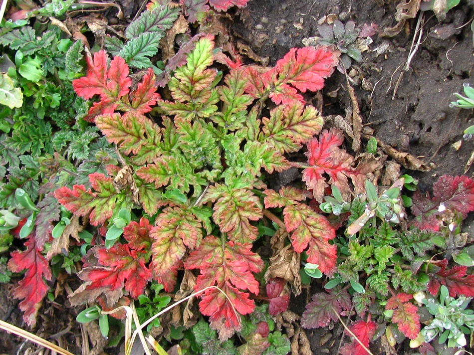 Image of Erodium hoefftianum specimen.