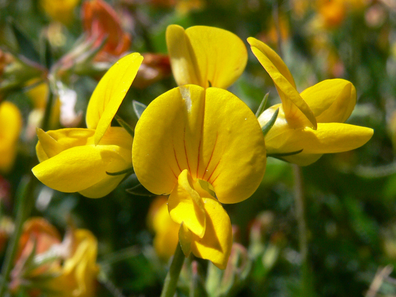 Image of Lotus tenuis specimen.