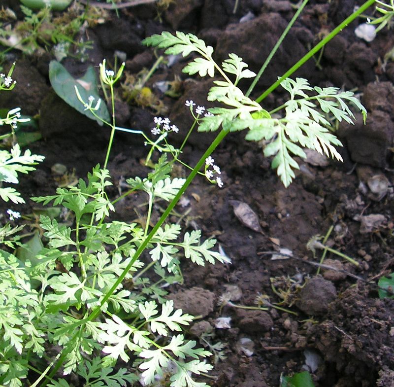 Image of Anthriscus cerefolium specimen.