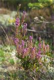 Calluna vulgaris. Отцветающее и плодоносящее растение. Ленинградская обл., Лужский р-н, окр. дер. Сяберо. 04.09.2011.