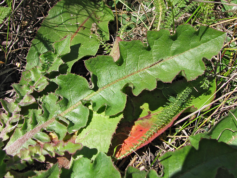 Image of Taraxacum serotinum specimen.