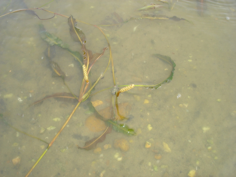 Image of Potamogeton malaianus specimen.