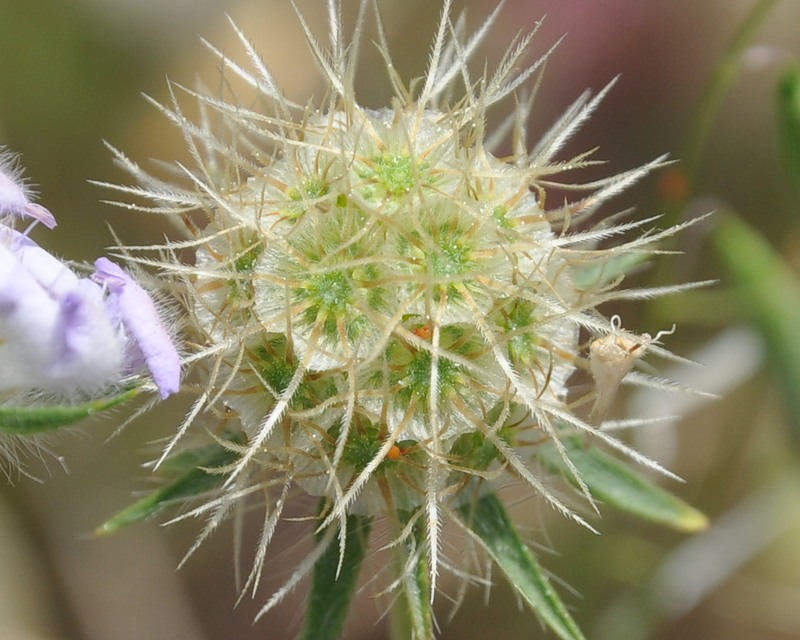 Изображение особи Lomelosia brachiata.