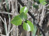 Populus alba