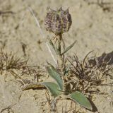 Rhinopetalum karelinii. Плодоносящее растение. Западный Казахстан, западный чинк плато Устюрт 18 км NNO п. Бейнеу. 04.05.2013.