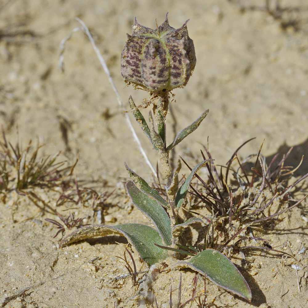 Изображение особи Rhinopetalum karelinii.