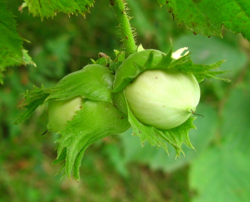 Изображение особи Corylus avellana.