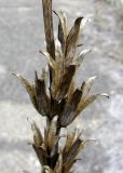 Oenothera rubricaulis. Часть прошлогоднего соплодия. Ставропольский край, г. Кисловодск, Курортный парк средний, возле заброшенного здания плавательного бассейна. 25.03.2013.