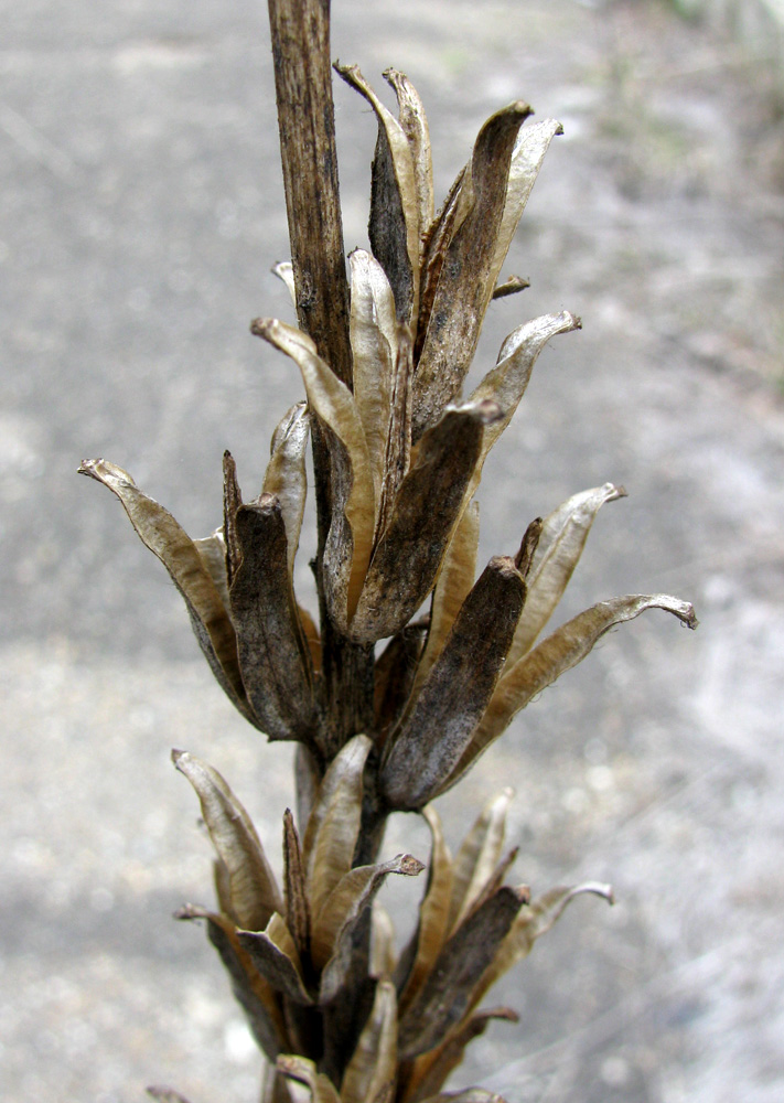 Image of Oenothera rubricaulis specimen.