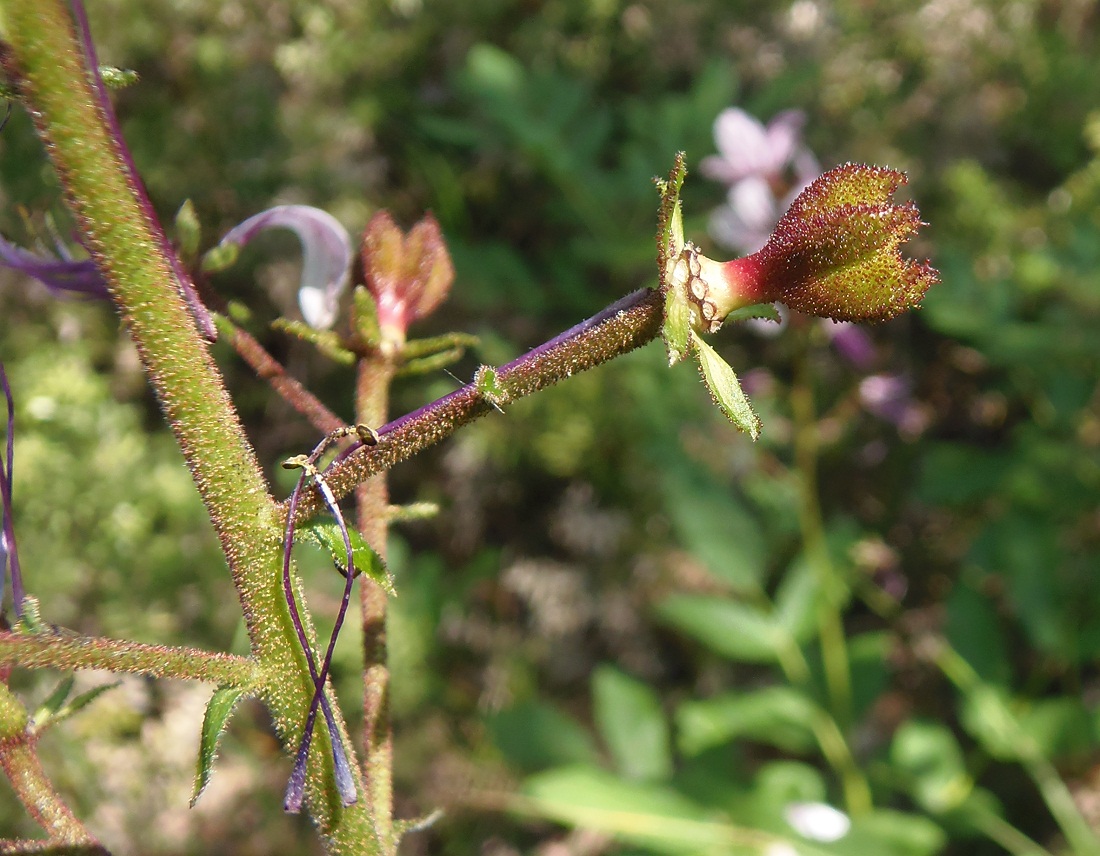 Изображение особи Dictamnus gymnostylis.