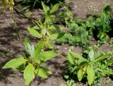 Sassafras albidum