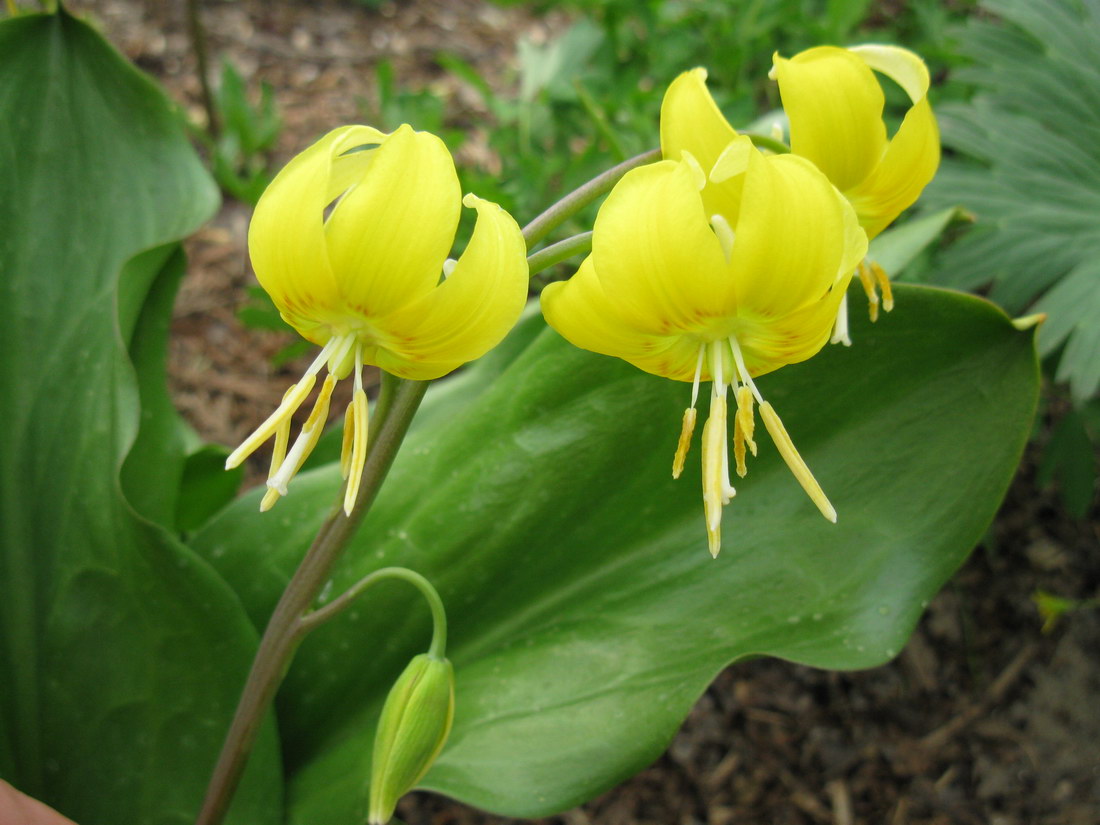 Изображение особи Erythronium tuolumnense.