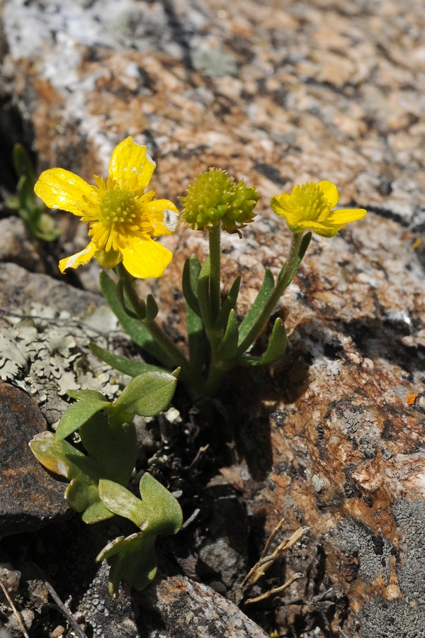 Image of Ranunculus popovii specimen.