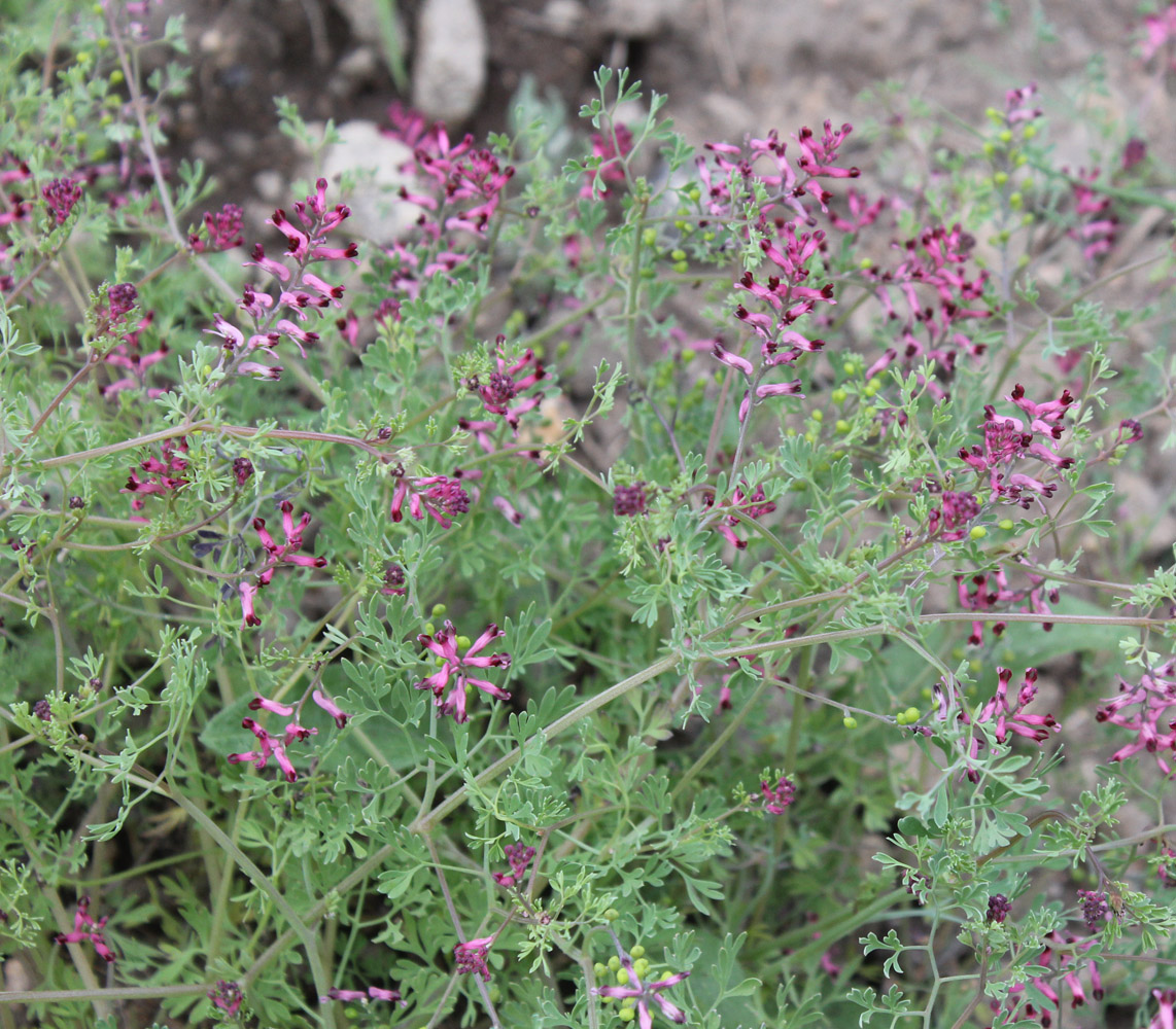 Изображение особи Fumaria officinalis.