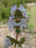 Thymus marschallianus