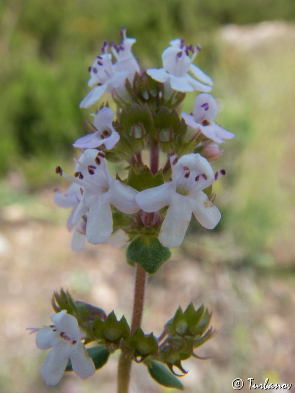 Изображение особи Thymus marschallianus.