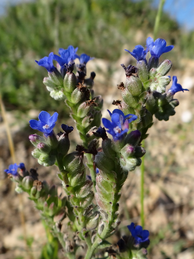 Image of Anchusa leptophylla specimen.