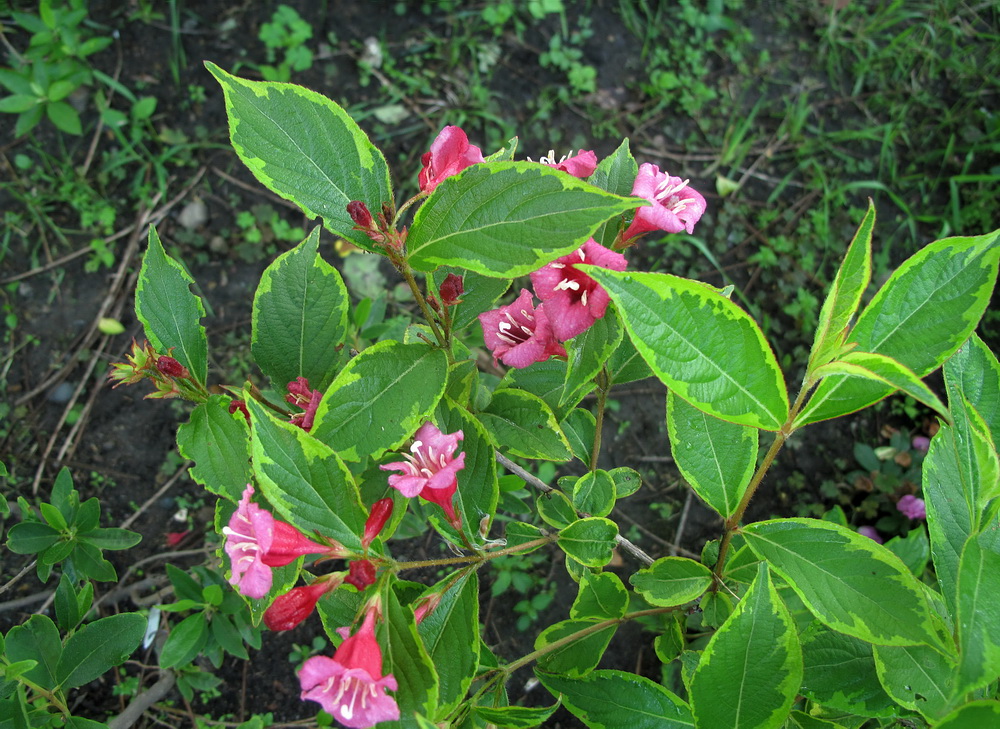 Image of Weigela florida specimen.