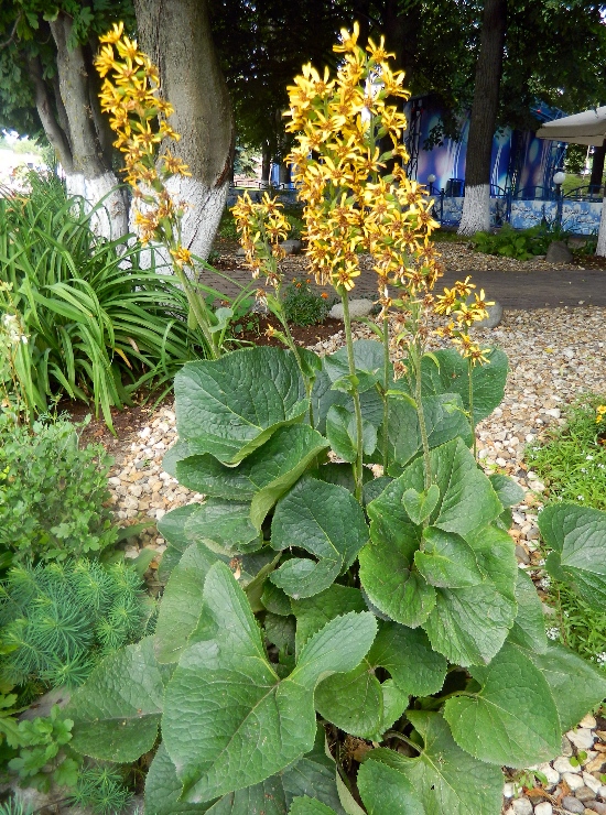 Image of Ligularia sibirica specimen.