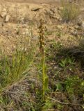 Dactylorhiza viridis