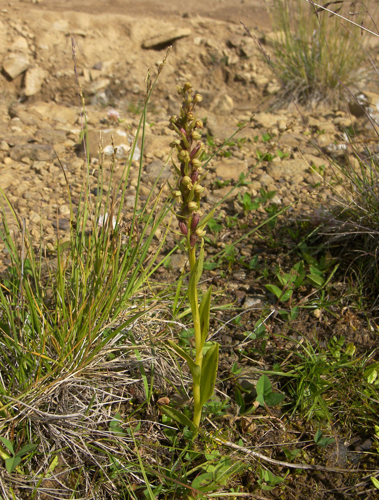 Изображение особи Dactylorhiza viridis.