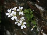 Saxifraga sibirica. Цветки. Карачаево-Черкесия, хр. Чучхур. 26.07.2013.