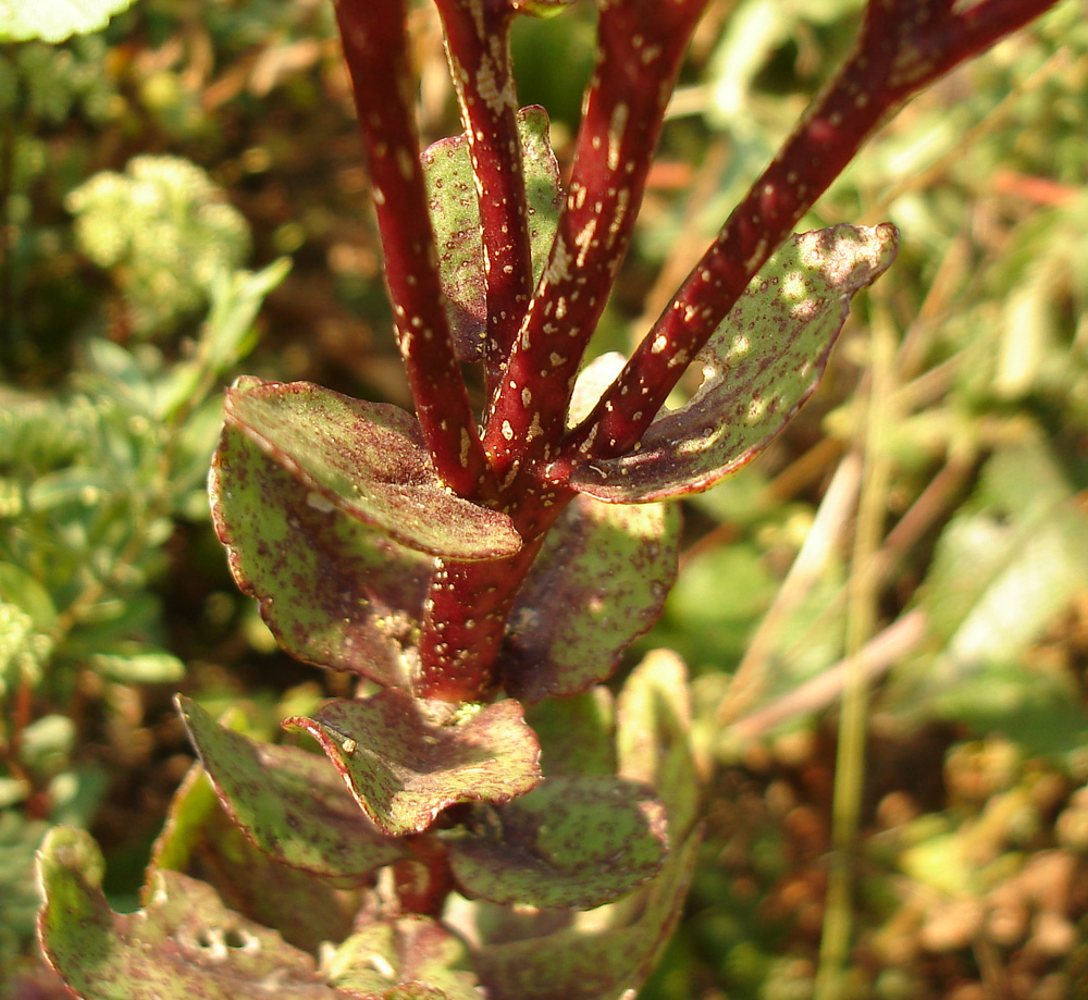 Image of genus Hylotelephium specimen.