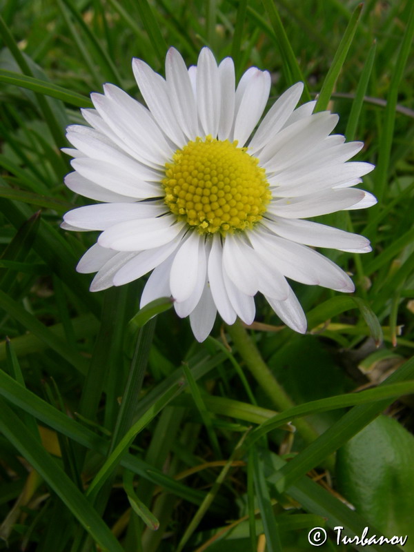 Image of Bellis perennis specimen.