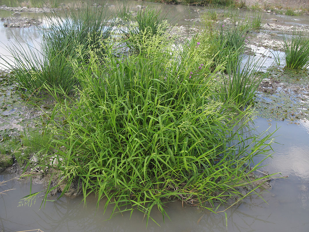 Image of Leersia oryzoides specimen.