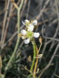 Lepidium turczaninowii. Соцветие с цветками и облетевшими плодами. Крым, окр. Феодосии, Армутлукская долина, склон с мергелевыми обнажениями. 10 сентября. 2013 г.