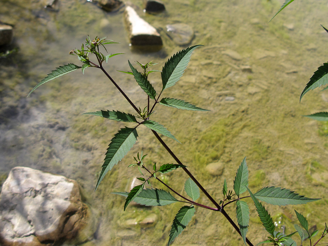 Image of Bidens frondosa specimen.