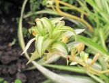 Chlorophytum comosum. Ус с розеткой из листьев. Владивосток, Ботанический сад-институт ДВО РАН. 21 сентября 2013 г.