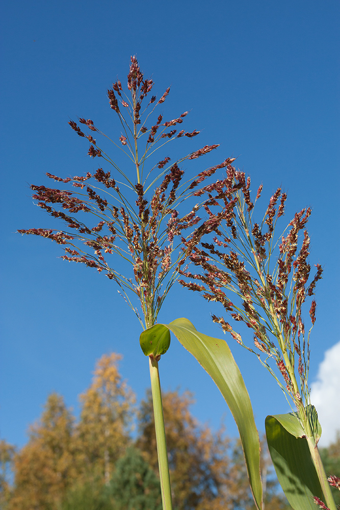 Изображение особи Sorghum saccharatum.