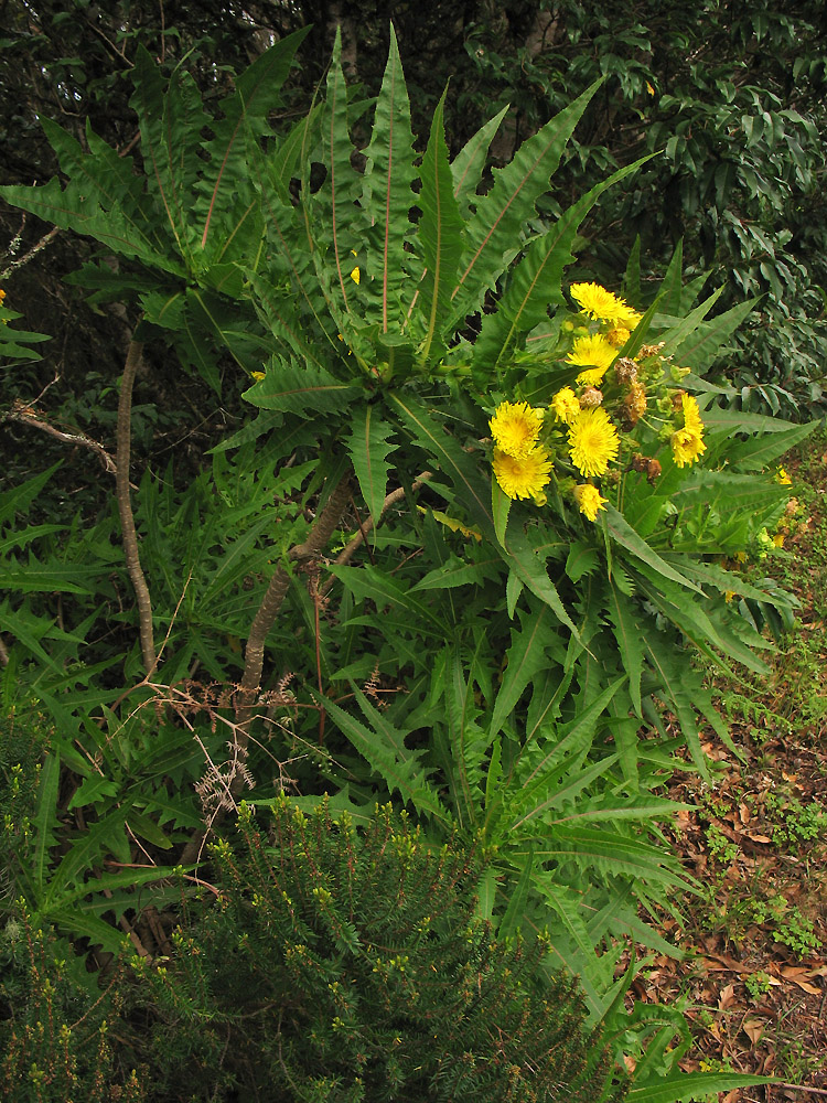 Изображение особи Sonchus congestus.