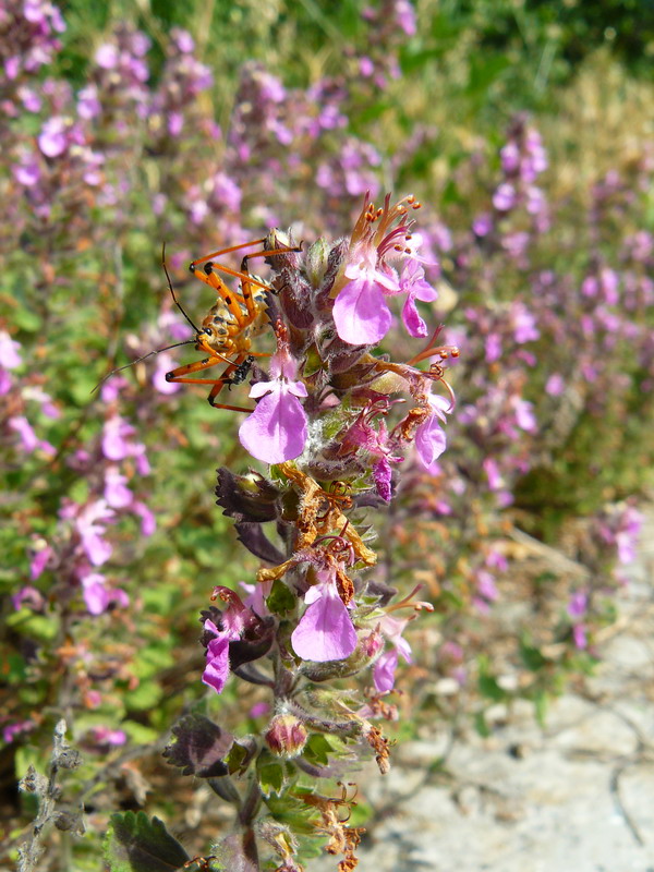 Image of Teucrium chamaedrys specimen.