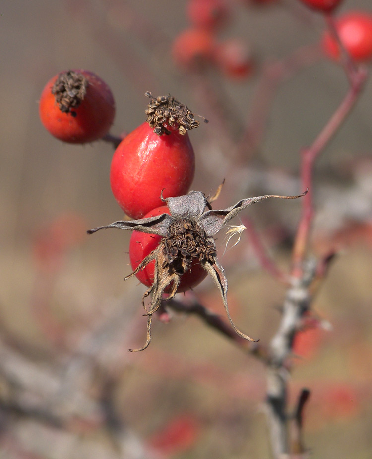 Изображение особи Rosa canina var. hispida.