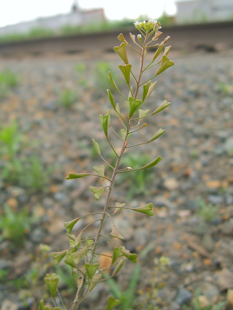 Изображение особи Capsella orientalis.