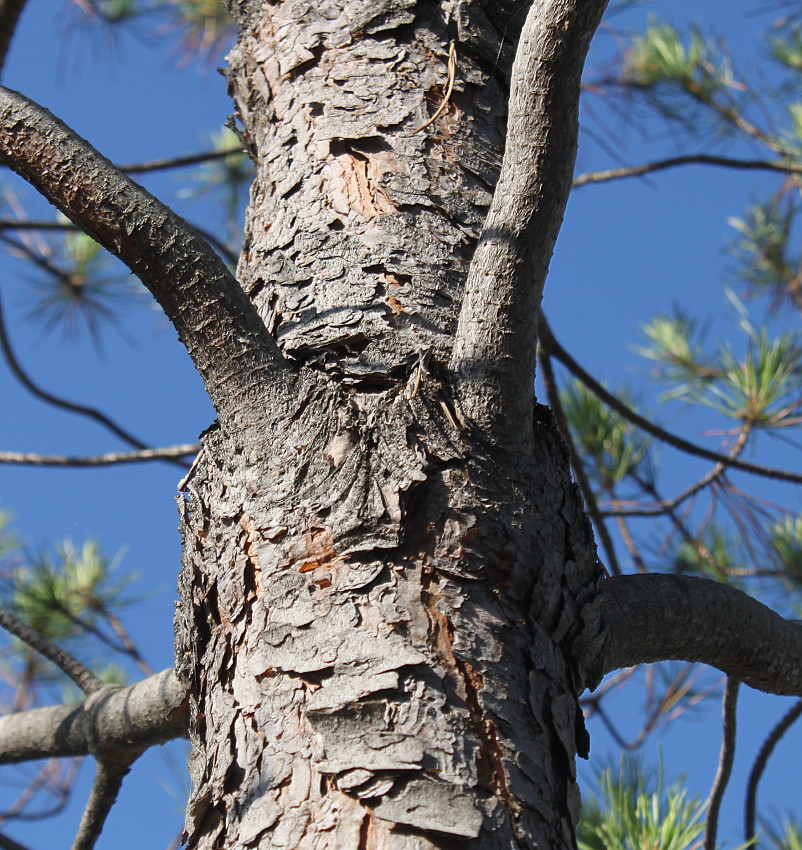 Изображение особи Pinus pinea.