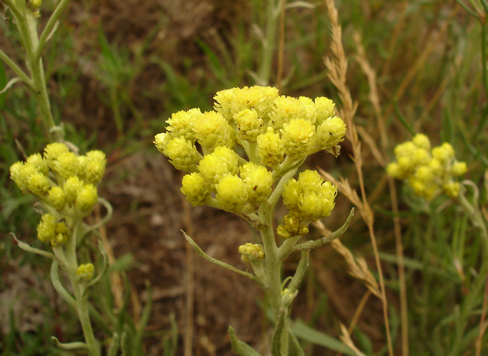 Image of Helichrysum arenarium specimen.