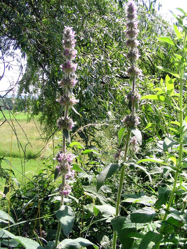 Изображение особи Stachys germanica.