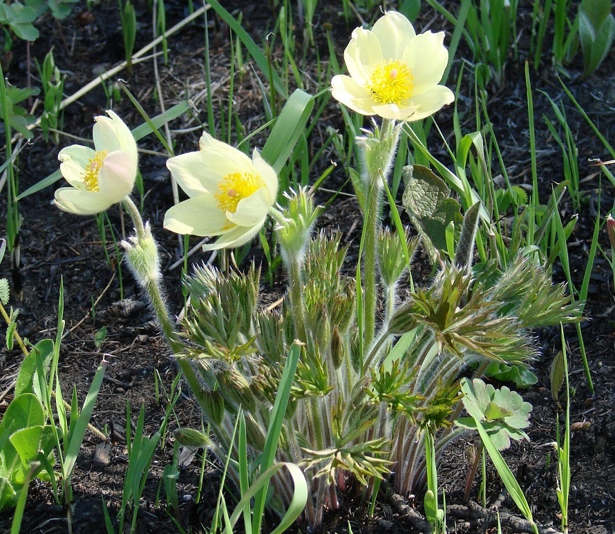Изображение особи Pulsatilla orientali-sibirica.