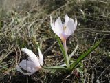 Colchicum triphyllum