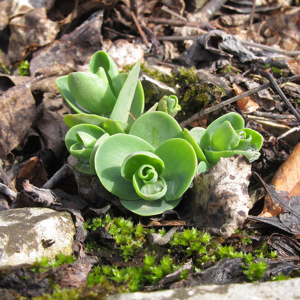 Image of Hylotelephium caucasicum specimen.