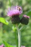 Image of taxon representative. Author is Тамара Риб