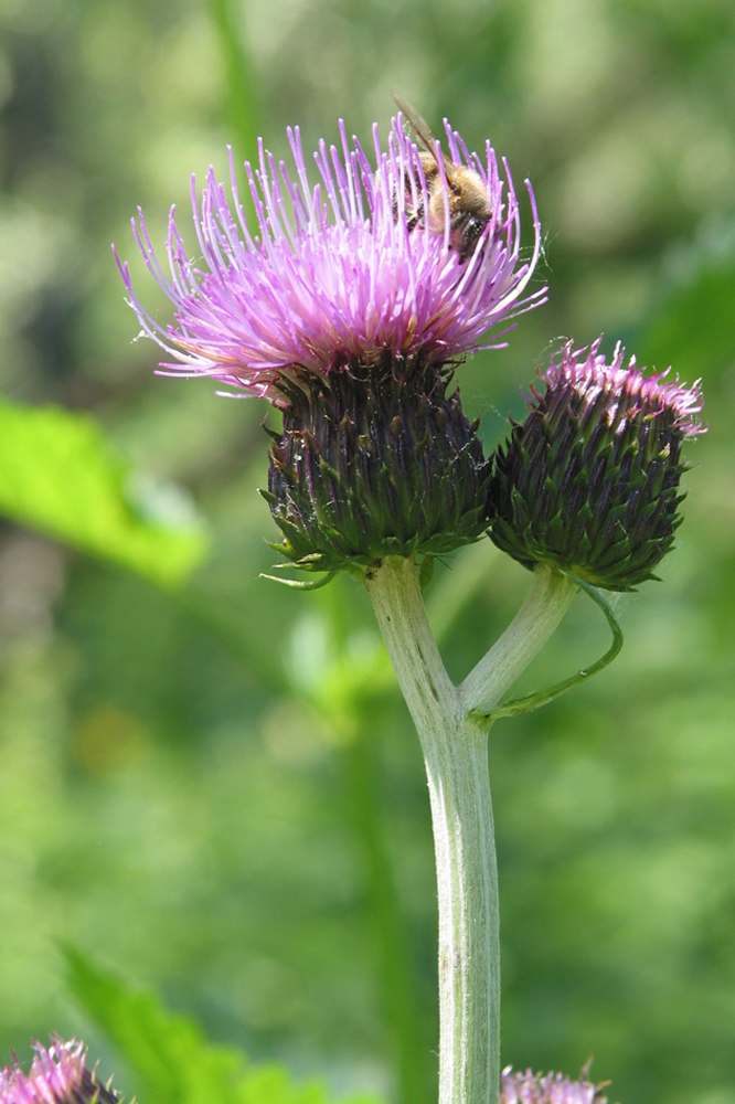 Image of Cirsium helenioides specimen.