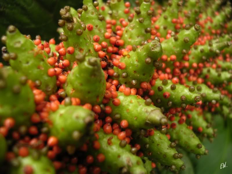 Image of Gunnera tinctoria specimen.