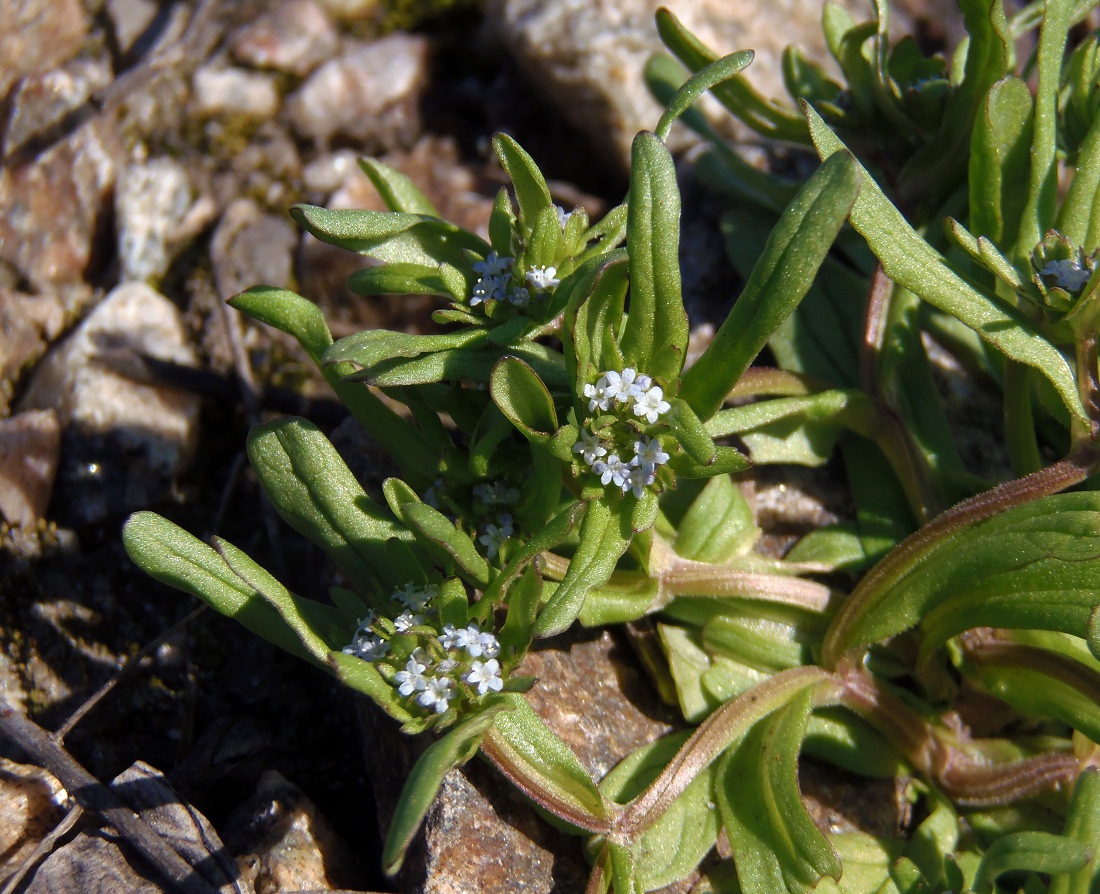 Image of Valerianella locusta specimen.