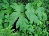 genus Heracleum