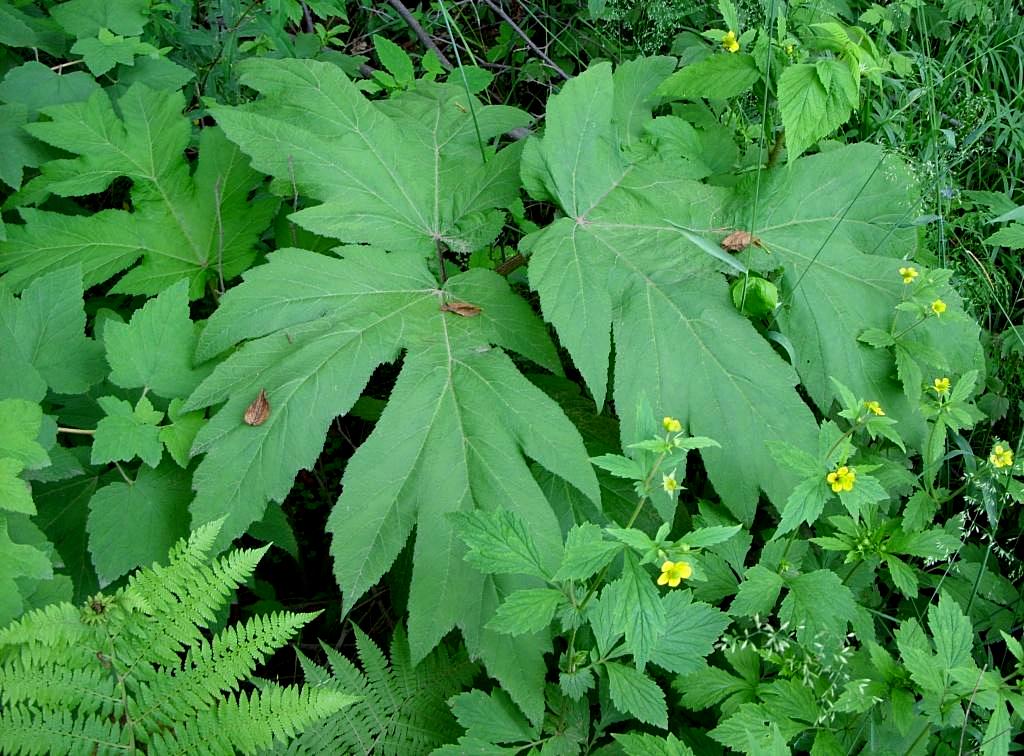 Image of genus Heracleum specimen.