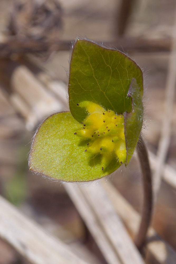 Изображение особи Hepatica nobilis.